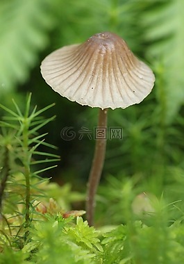 蘑菇,性質(zhì),森林