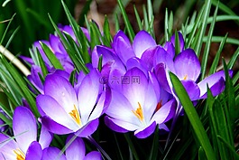 鮮花,番紅花,特寫(xiě)