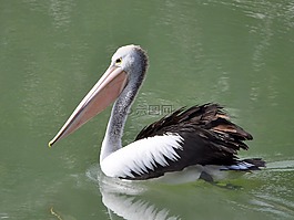 鵜,鳥,野生動物