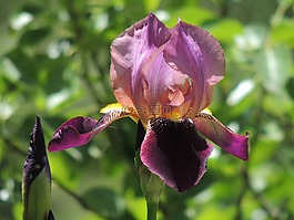 虹膜,花,春天