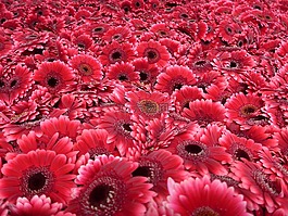 非洲菊,floristry,切花