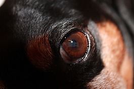 狗眼,狗,眼