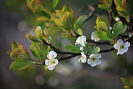 春,梅花,花園