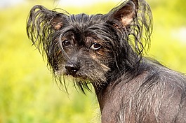 狗,中国冠毛犬狗,无毛犬