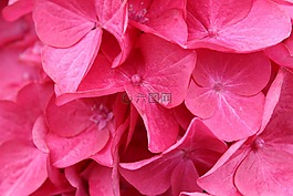 鮮花,粉紅色,花瓣