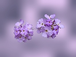 野花,紫羅蘭色,花