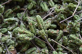 牛至,香料,草藥