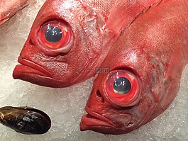 魚,食品,新鮮