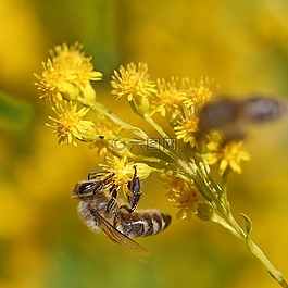蜜蜂,開花,收集
