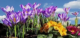 春天,frühlingsanfang,春季觉醒