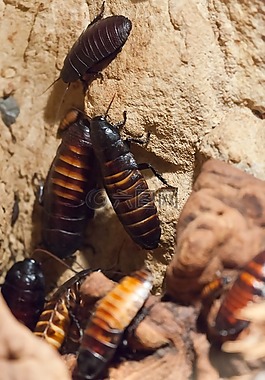 蟑螂,動物,甲蟲