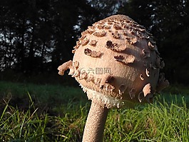 蘑菇,屏幕真菌,性質