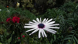 花,自然,植物區(qū)系