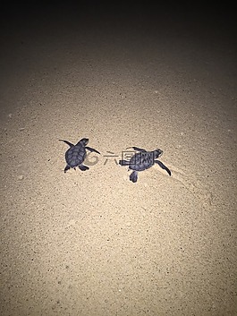 海龜,沙,海灘