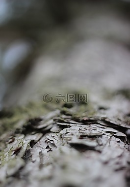 樹樹皮,松,樹
