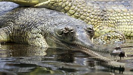 gavial,鄂,鱷魚