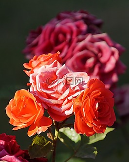 玫瑰,開花,關(guān)閉