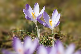 春天,藏紅花,schwertliliengewaechs