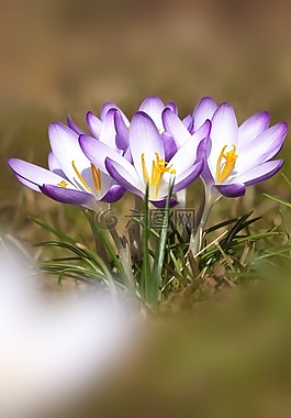 春天,藏紅花,schwertliliengewaechs
