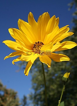 林地向日葵,花,花的