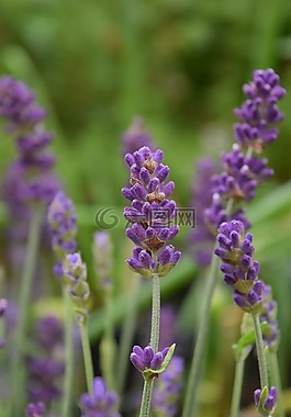 熏衣草,開(kāi)花,花