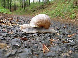 蜗牛,森林路径,慢慢地