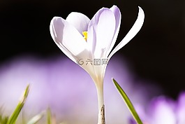 春天,藏紅花,schwertliliengewaechs