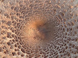 蘑菇,梧桐,牛肝菌