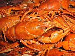 螃蟹,魚,龍蝦