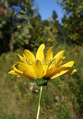 林地向日葵,花,花的