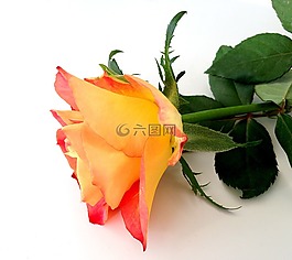 玫瑰,花,黃色