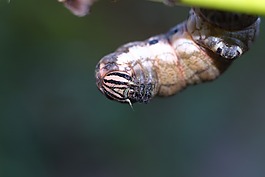 卡特彼勒,生活的本質(zhì),動物
