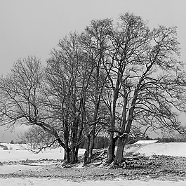 树木,冬天,雪