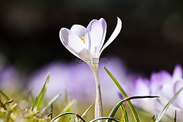 春天,藏紅花,schwertliliengewaechs