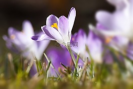 春天,藏紅花,schwertliliengewaechs