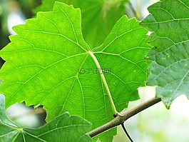 葉子,藤,muscadine