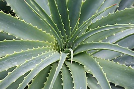 植物,綠色,蘆薈