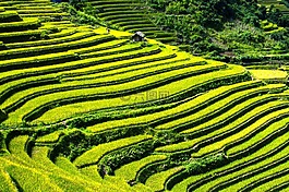 水稻梯田,稻田,梯田