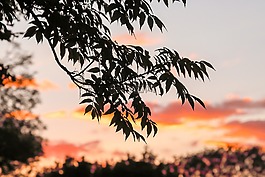 树,日落,大自然