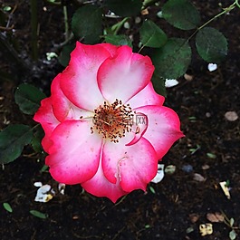 玫瑰,花,開花