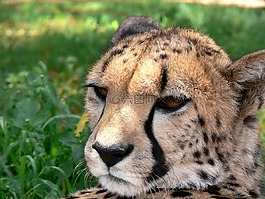猎豹,猎豹属 jubatus,野生动物