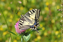 燕尾蝶,凤蝶 machaon,蝴蝶