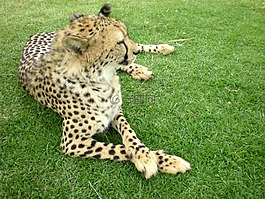 猎豹,猎豹属 jubatus,野生动物