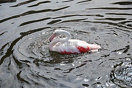 弗拉明戈,水,波