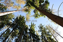 樹木,天空,觀點(diǎn)