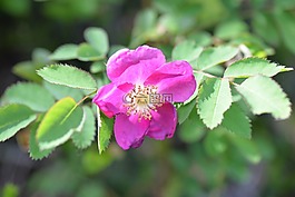 玫瑰果,开花,叶子