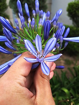 花,蓝板,性质