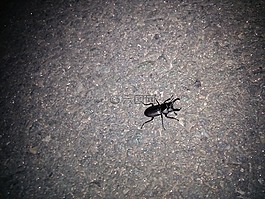 鹿 bug,昆蟲,bug