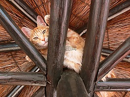 猫,姜,爪子