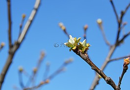 芽,木瓜,春